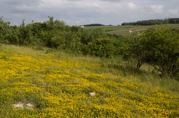 Pelouse à Hippocrepis comosa - Photos :  CBNMC