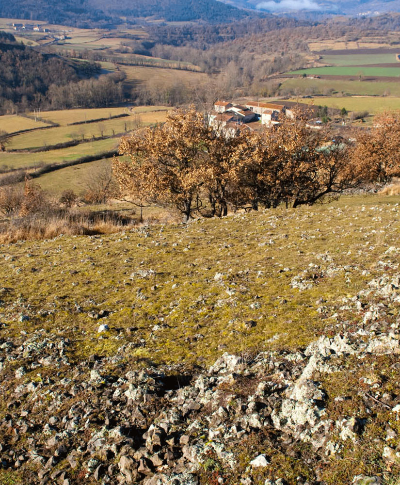 Pelouse à gagée de Bohème sur le toit des coulées basaltiques de Blot - Photo : S.Perera - CBNMC