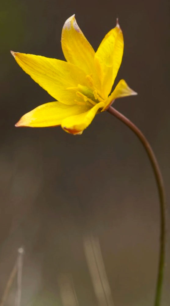 Tulipa sylvestris subsp australis - Photo : S.Perera - CBNMC