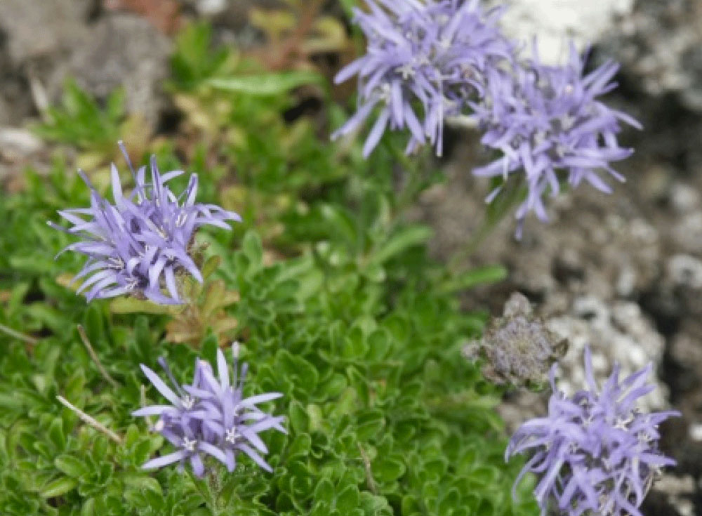 Jasione crépue d’Auvergne   - Photo : D.Auroux DREAL et Luzule en épi  - CBNMC