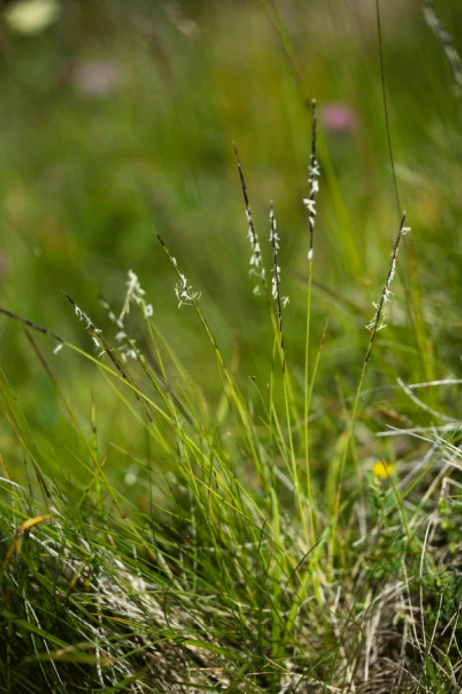 Nardus stricta  - Photo : A.Descheemacker - CBNMC