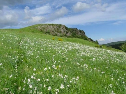 Prairie à narcisse des poètes sur la réserve du rocher de la Jacquette