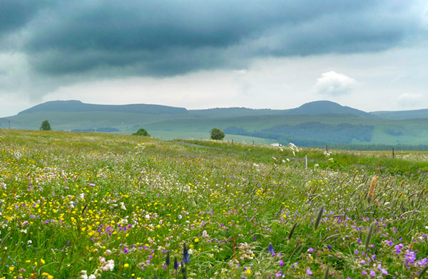 Prairie fleurie du Mezenc (moyenne montagne mésophile) - Photo : Henaff - CBNMC