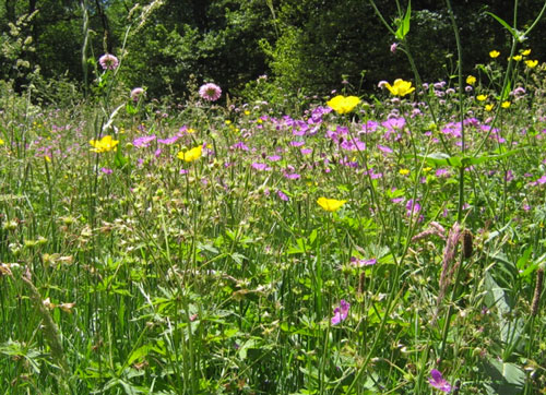 Prairie de fauche à renoncule et géranium - Photo : S.Martinant, CEN-Auvergne