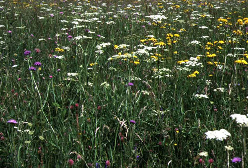 Prairie fleurie  sur la commune de Saint-Ours-les-Roches, 63 Photo : CEN-Auvergne