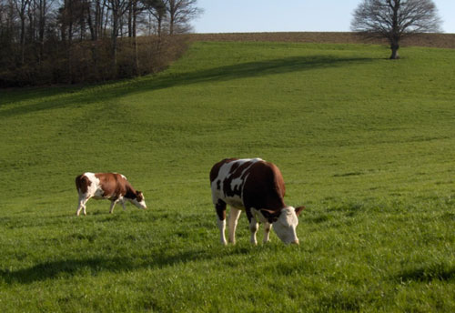 Pâture destinée aux vaches laitières, la végétation régulièrement exploitée favorise les espèces de graminée les plus productives.