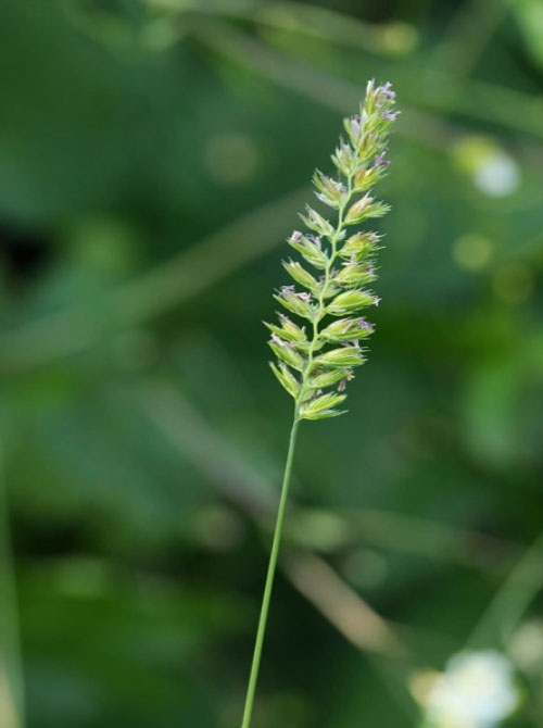 Cynosurus cristatus  - Photo : A.Descheemacker - CBNMC