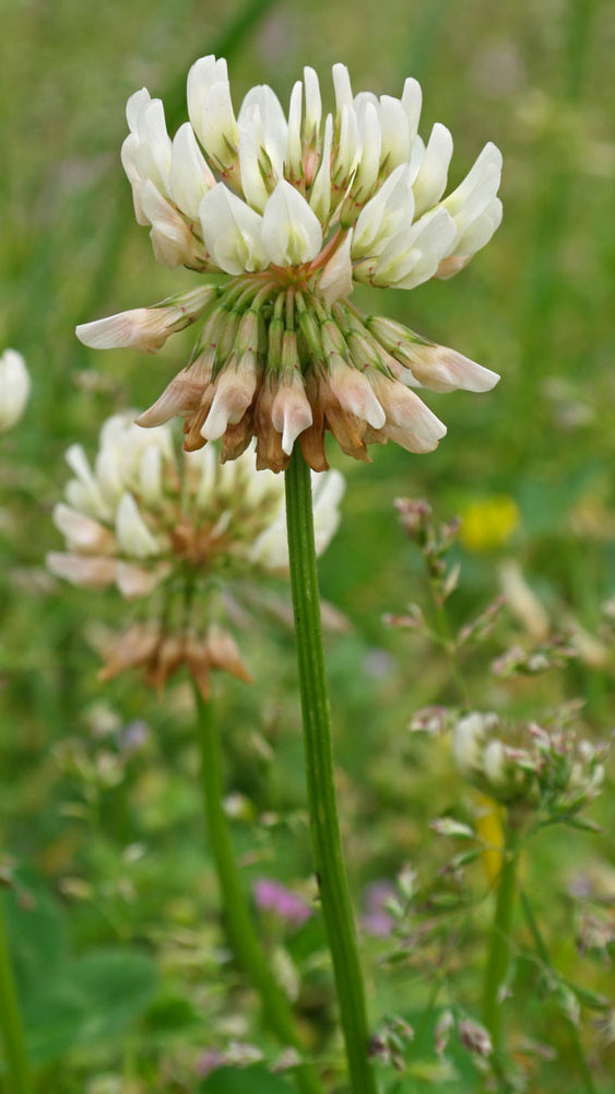 Trifolium repens - Photo : A.Descheemacker - CBNMC