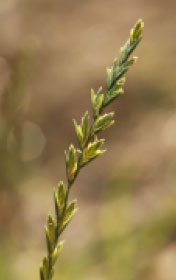 Lolium perenne - Photo : A.Descheemacker - CBNMC