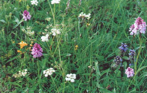 Végétation typique d’une prairie pâturée d’altitude - Photo : J.L.Carter