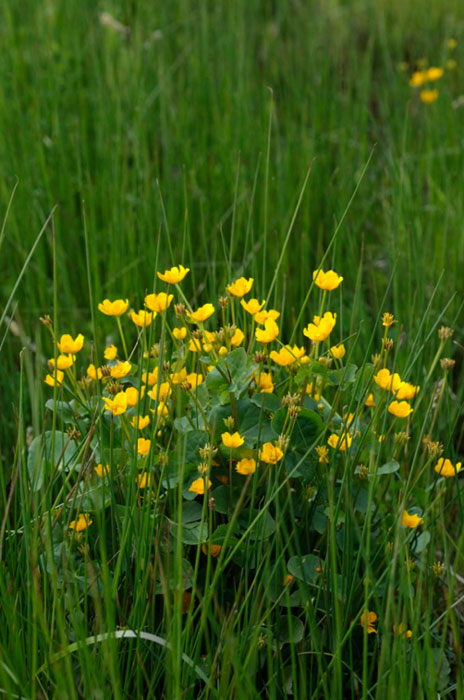 Caltha palustris. - Photo :  A.Descheemacker CBNMC