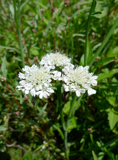 Oenanthe fistulosa. - Photo : N. Guillerme - CBNMC